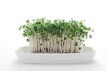 Load image into Gallery viewer, Nature Jims Sprouts Broccoli Sprout Seeds - Certified Organic Broccoli Sprouting Seeds for Indoor/Outdoor Use - Rich in Sulforaphane Healthy, Nutritious Broccoli Seeds Sprout in 5 Days - 8oz
