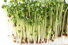 Load image into Gallery viewer, Nature Jims Sprouts Broccoli Sprout Seeds - Certified Organic Broccoli Sprouting Seeds for Indoor/Outdoor Use - Rich in Sulforaphane Healthy, Nutritious Broccoli Seeds Sprout in 5 Days - 8oz
