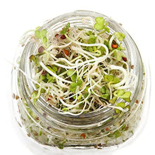 Load image into Gallery viewer, 4 pack Mason jar Sprouting Lids wide mouth- stainless steel sprouting lids for wide mouth mason jars, growing Bean, Broccoli, seed

